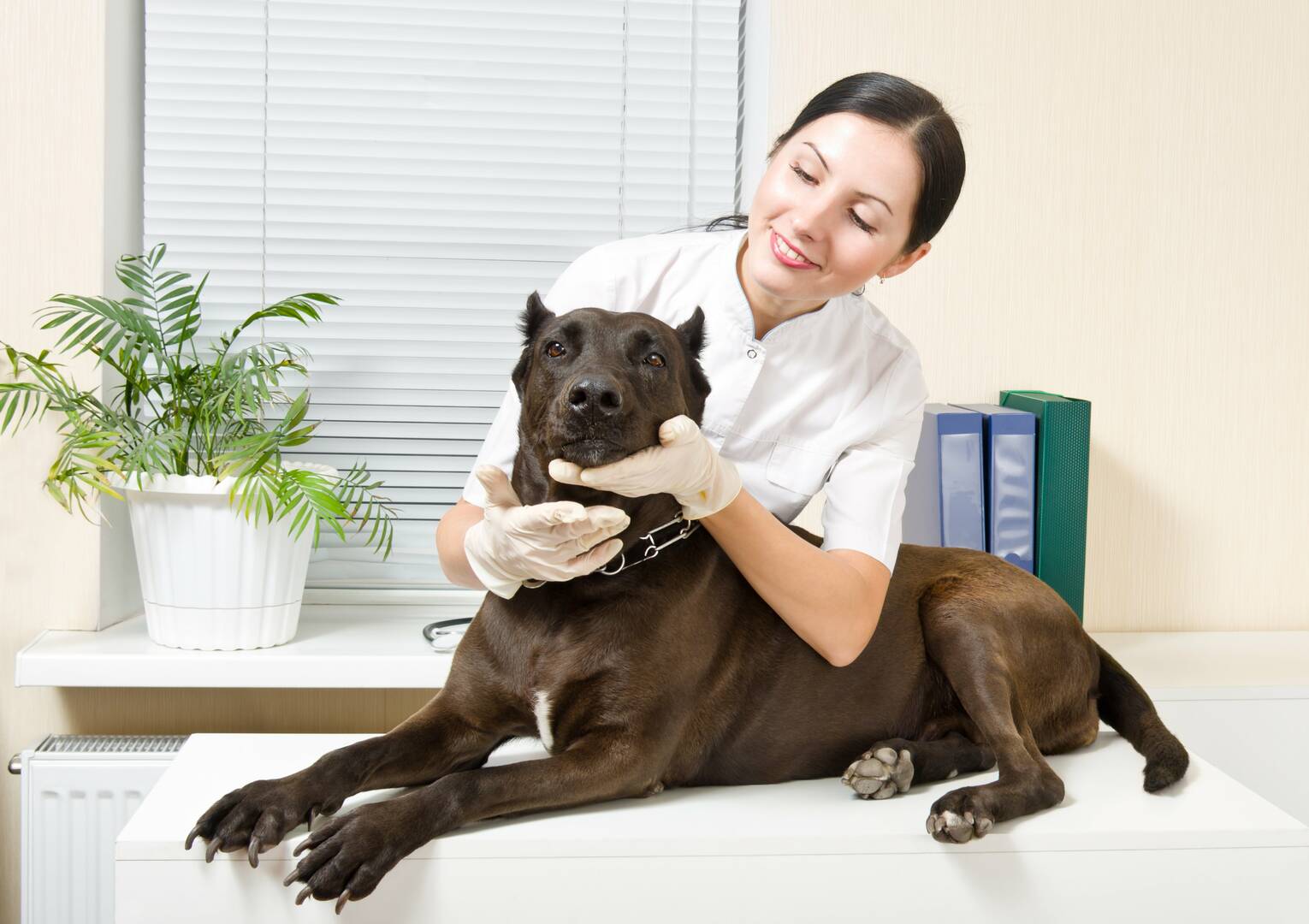 Pooch Perks