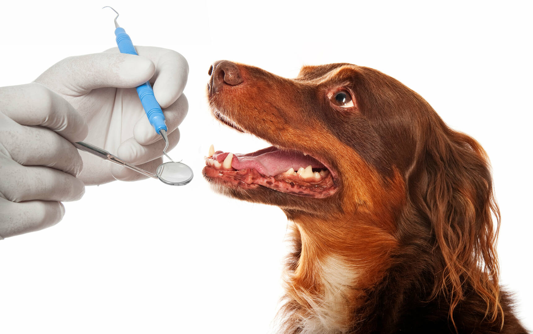 Inner Knowing Canine Connections