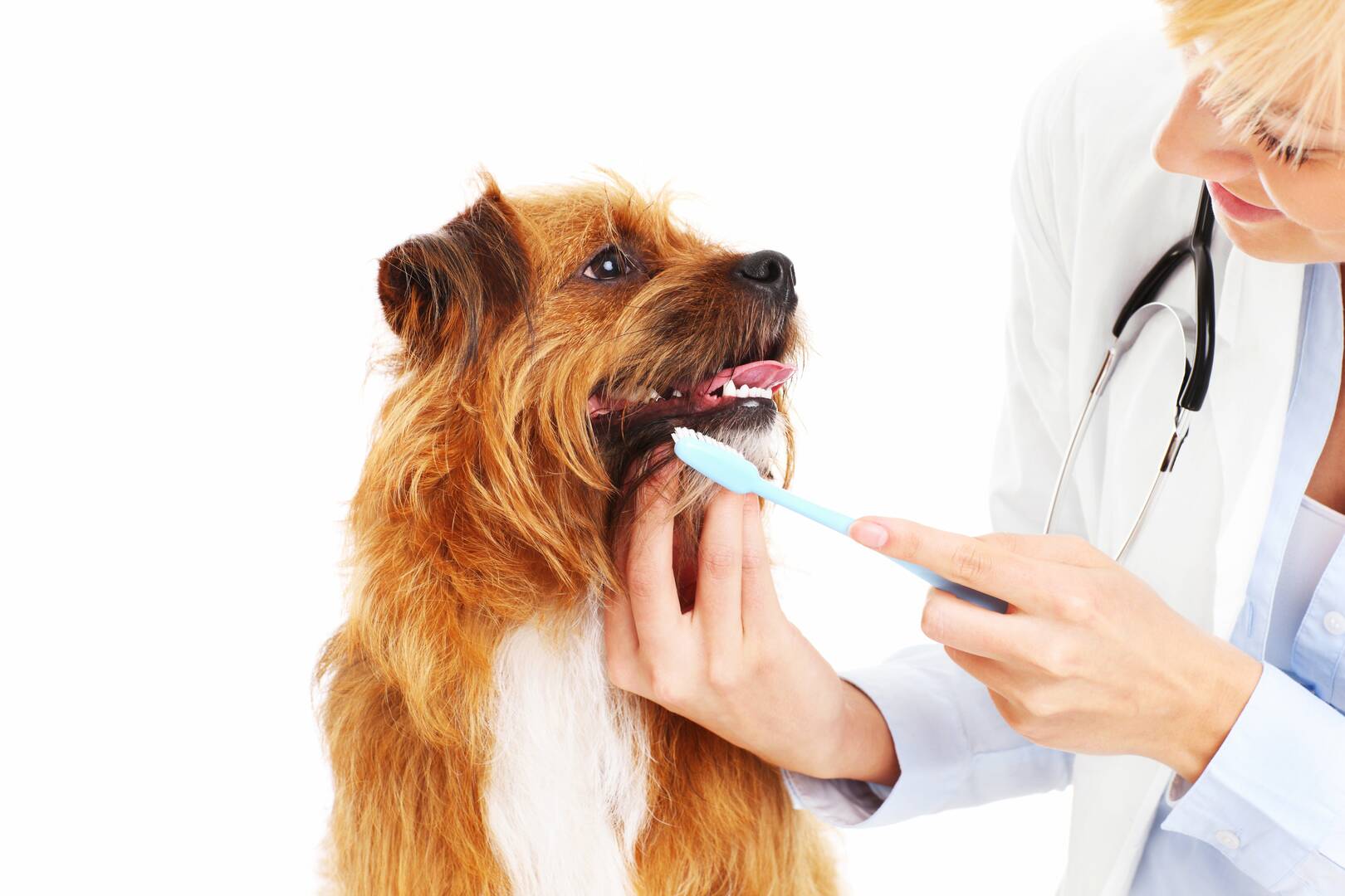 1st Pet Veterinary Centers